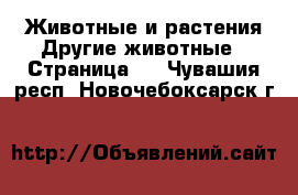 Животные и растения Другие животные - Страница 2 . Чувашия респ.,Новочебоксарск г.